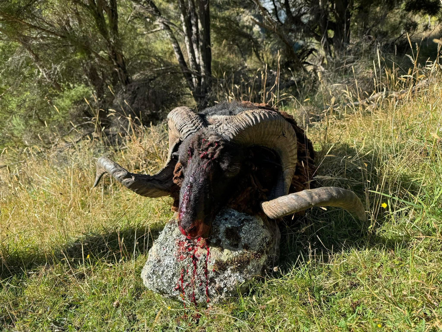 Arapawa Ram Hunt