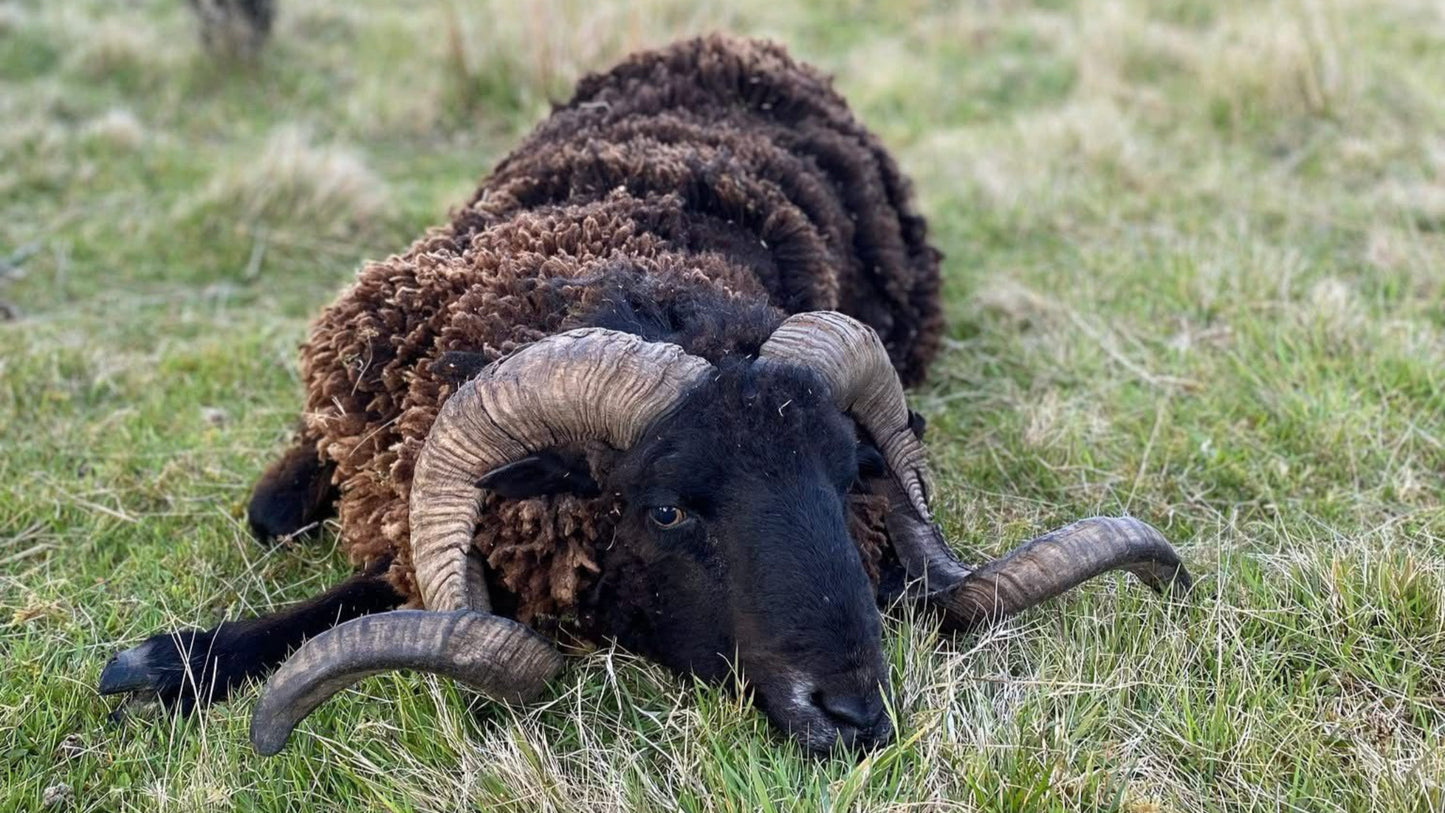 Arapawa Ram Hunt