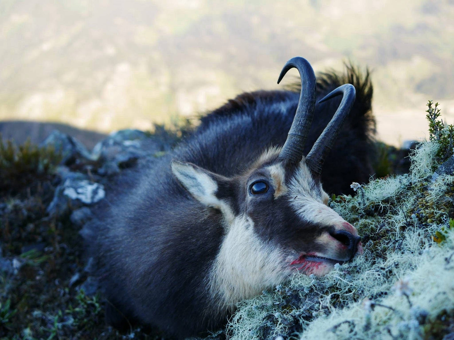 Tahr And Chamois Wilderness Hunt Combo