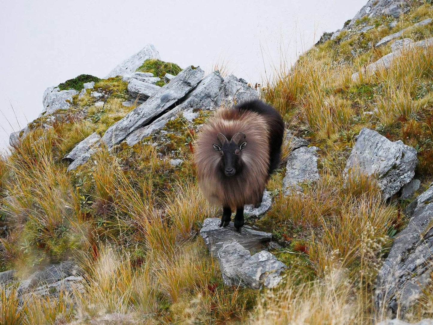 3 Day Tahr Hunt Hunter and Partner