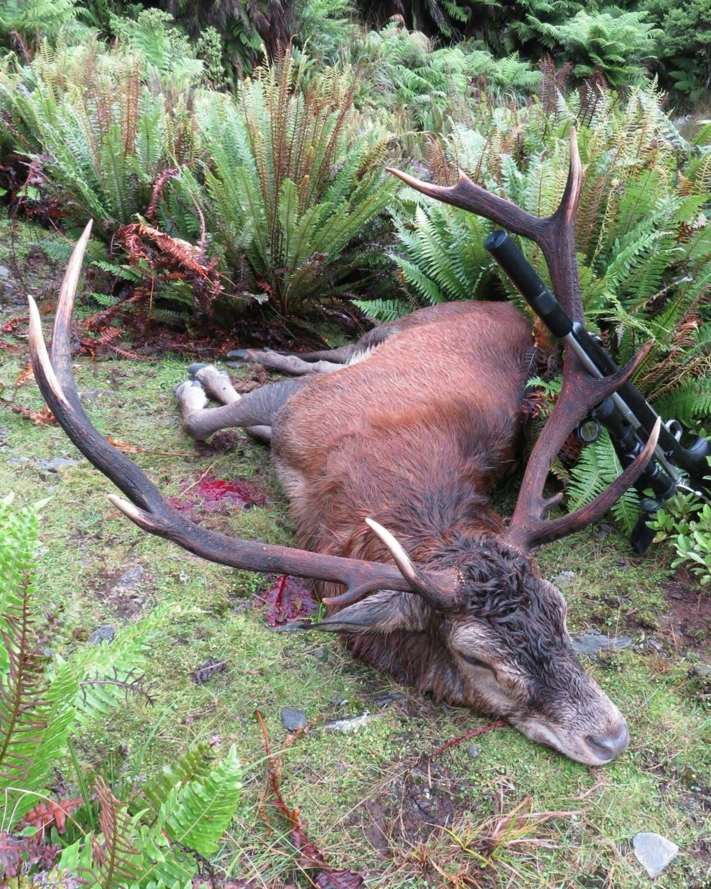 Free Range Three Species Package