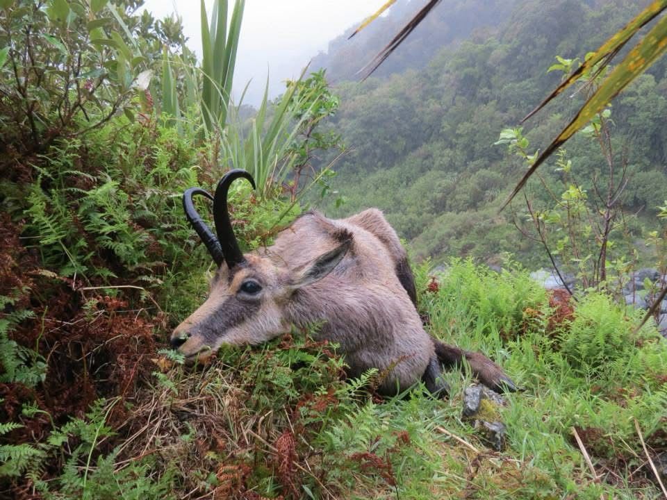 Chamois Wilderness Hunt
