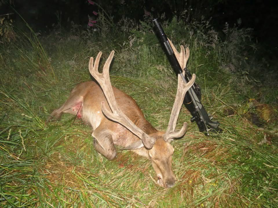 Wilderness Red Stag Hunt