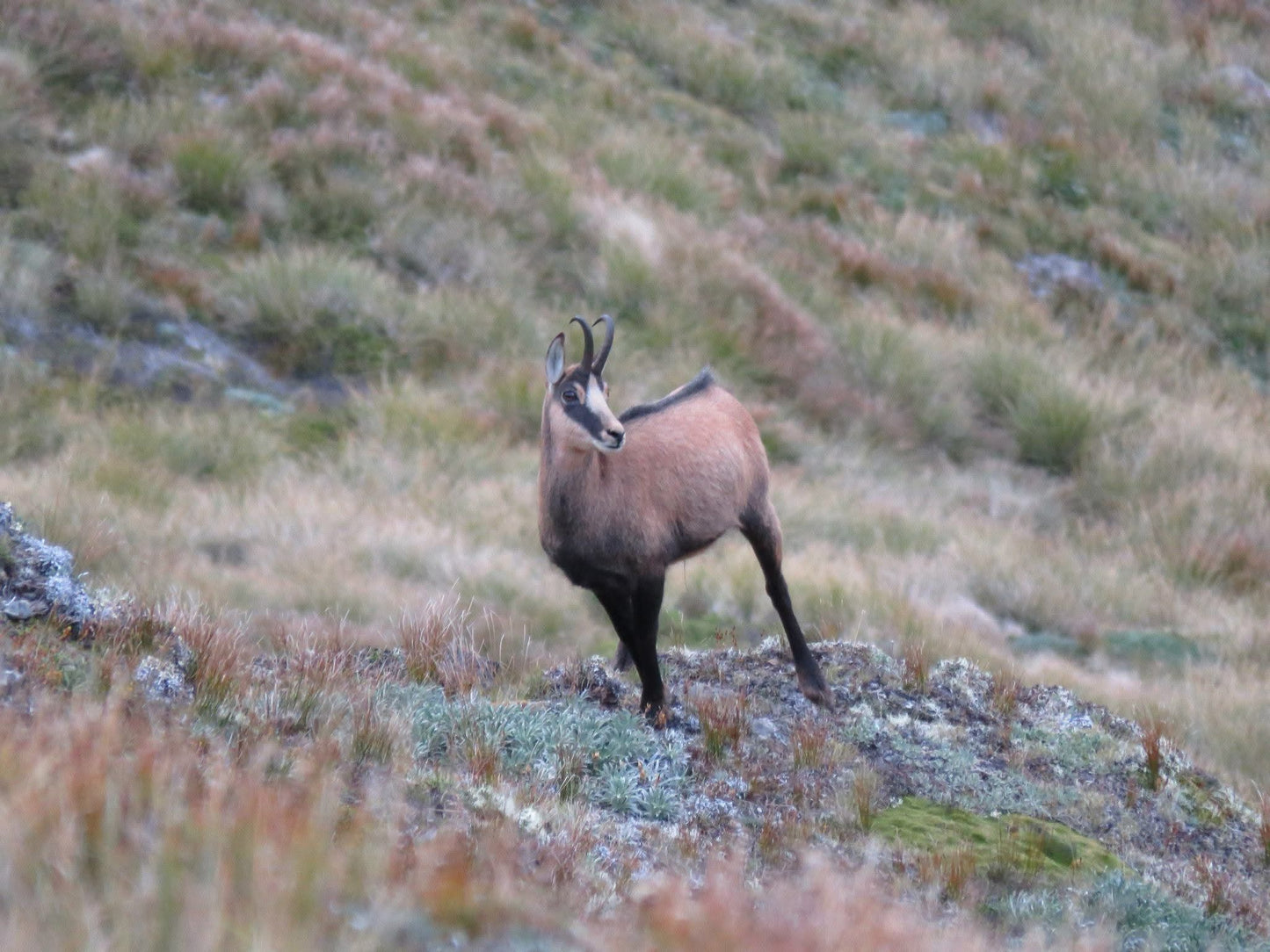 Chamois Wilderness Hunt