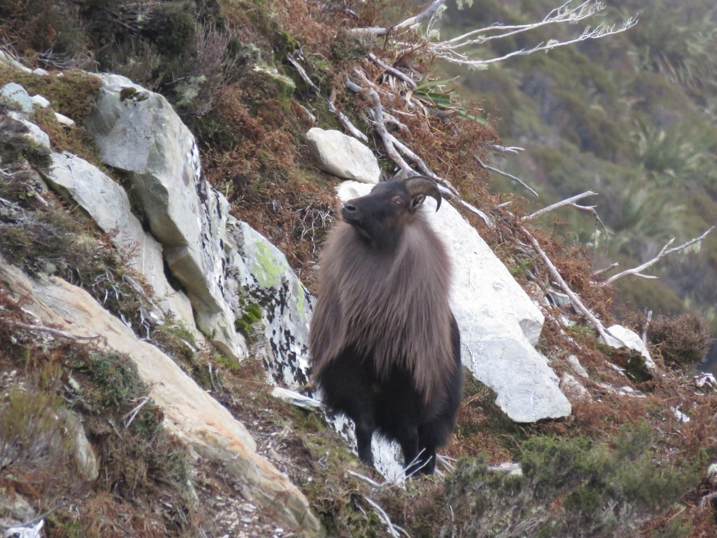 3 Day Tahr Hunt Hunter and Partner