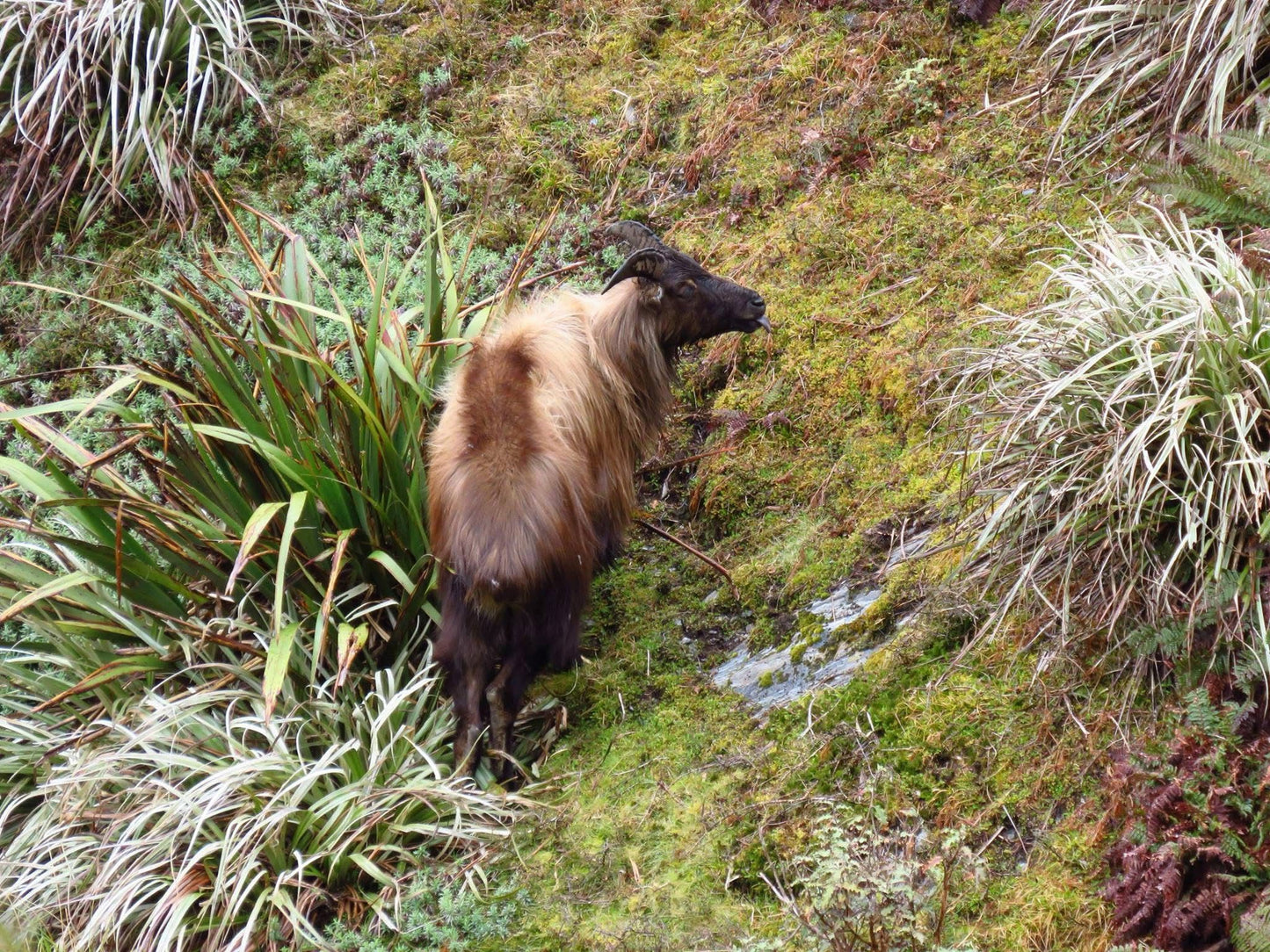 3 Day Tahr Hunt Hunter and Partner