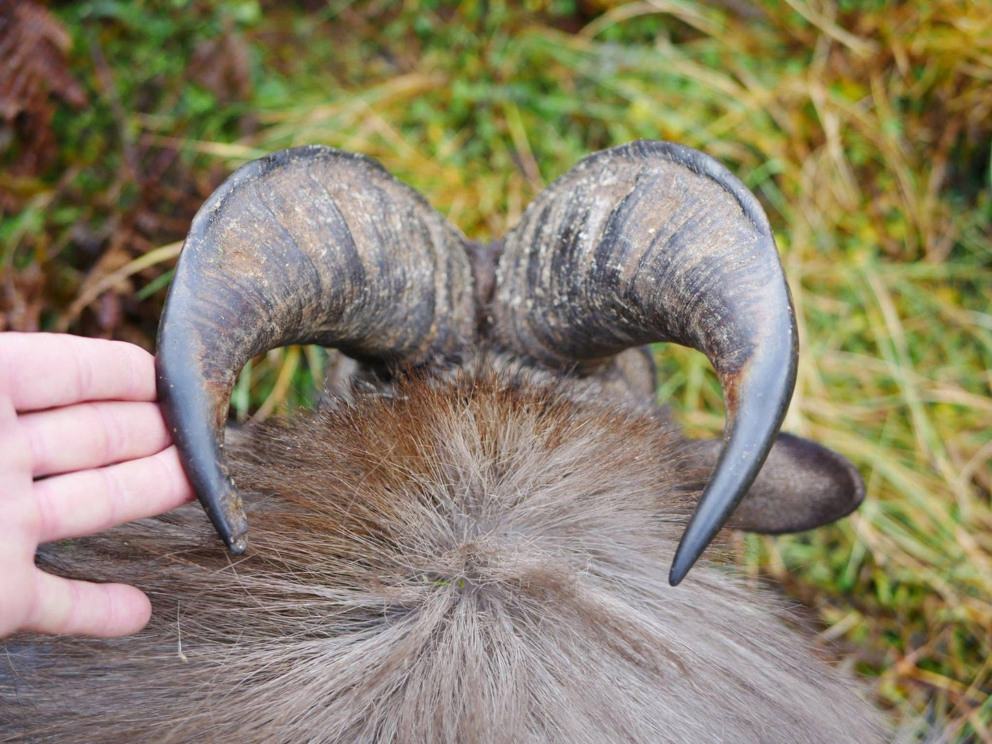3 Day Tahr Hunt Hunter and Partner