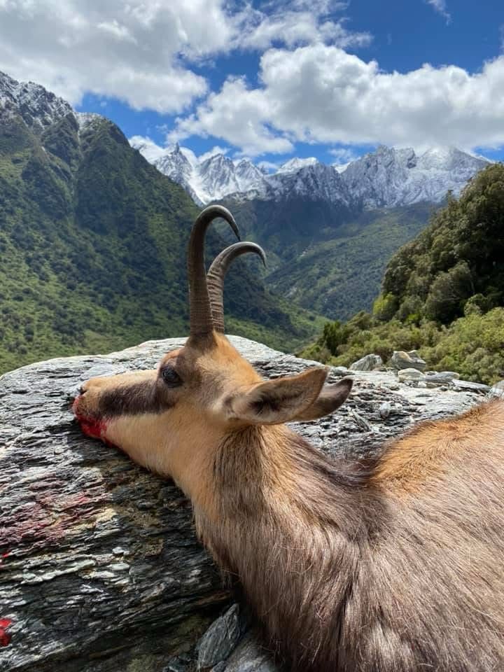 Chamois Wilderness Hunt