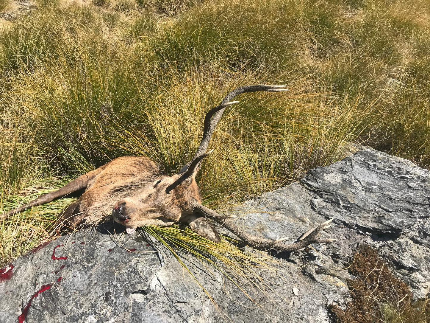 Wilderness Red Stag Hunt