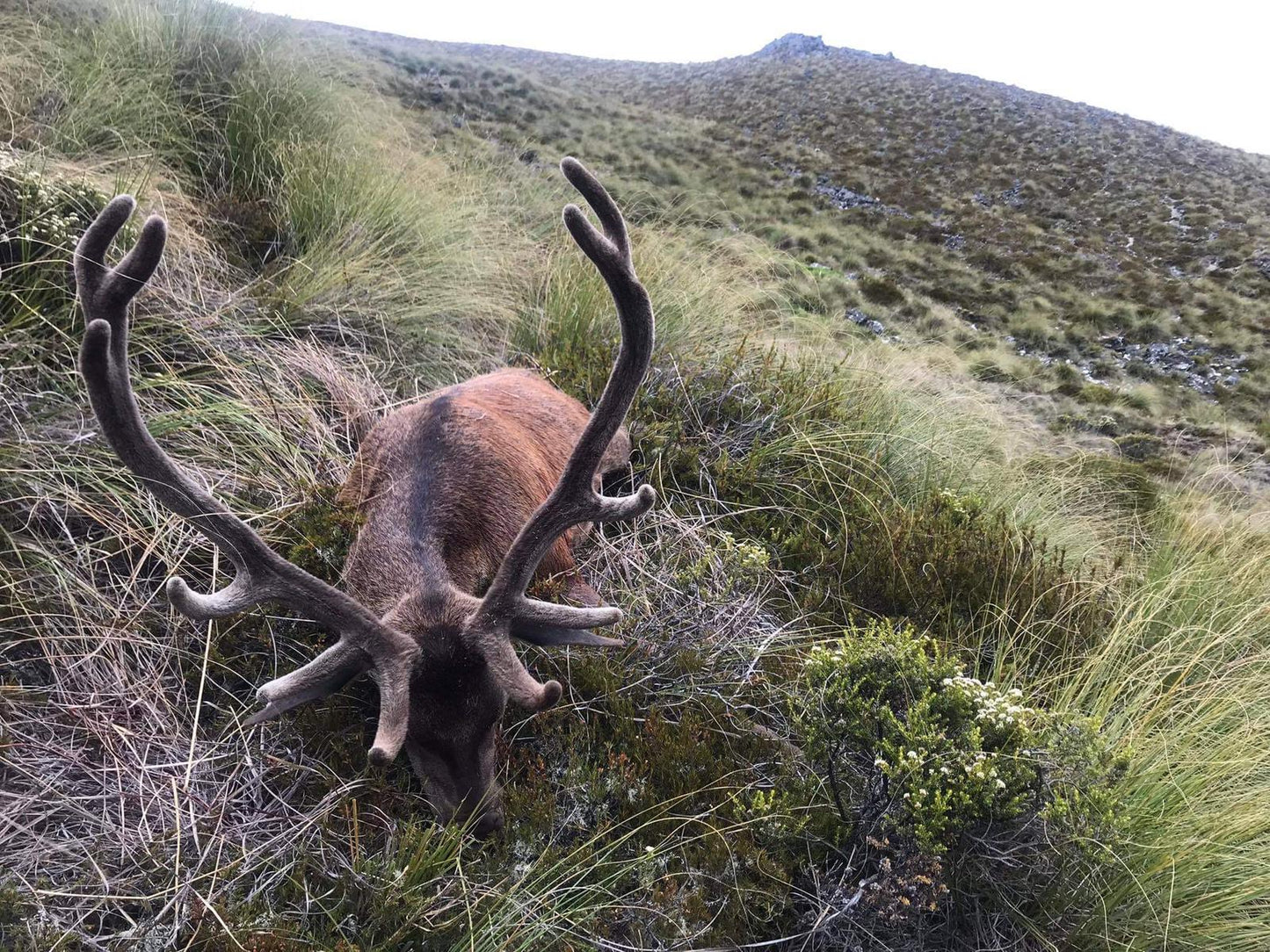 Wilderness Red Stag Hunt