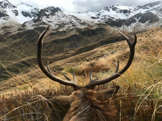 Wilderness Red Stag Hunt