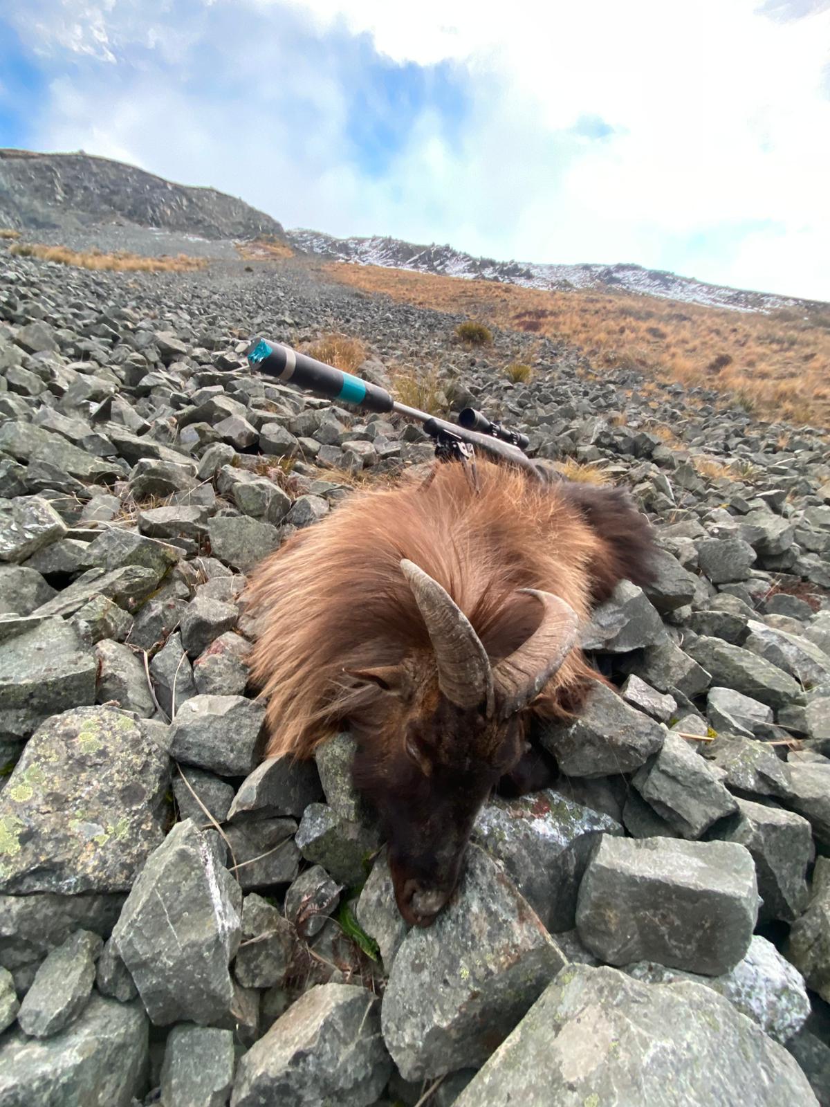 3 Day Tahr Hunt Hunter and Partner