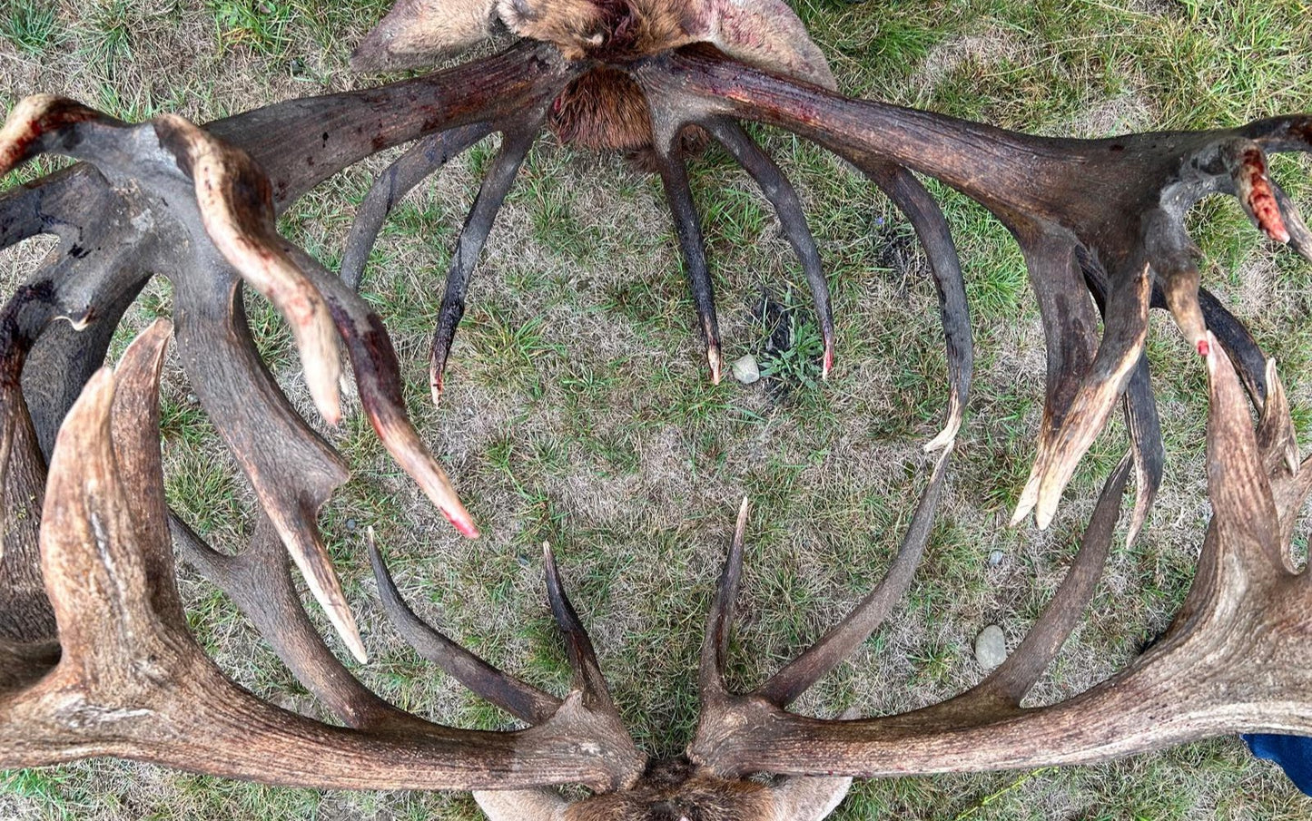 Four Hunters Four Stags Package