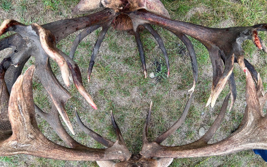 Four Hunters Four Stags Package