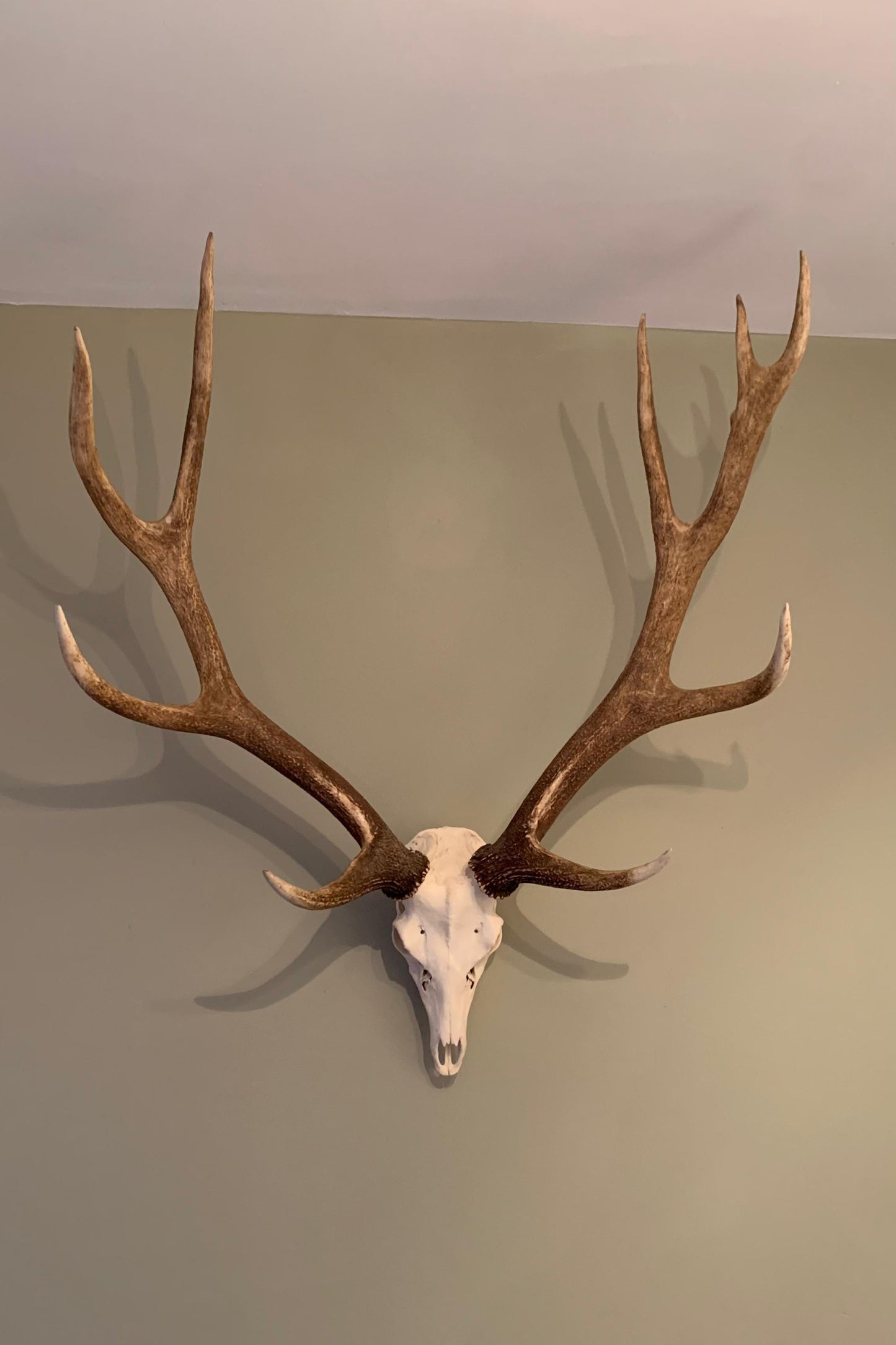 England Manchurian Sika