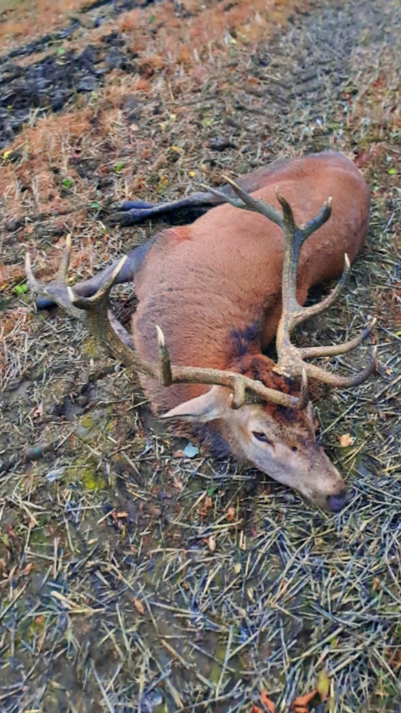 Free Range Irish Red Stag