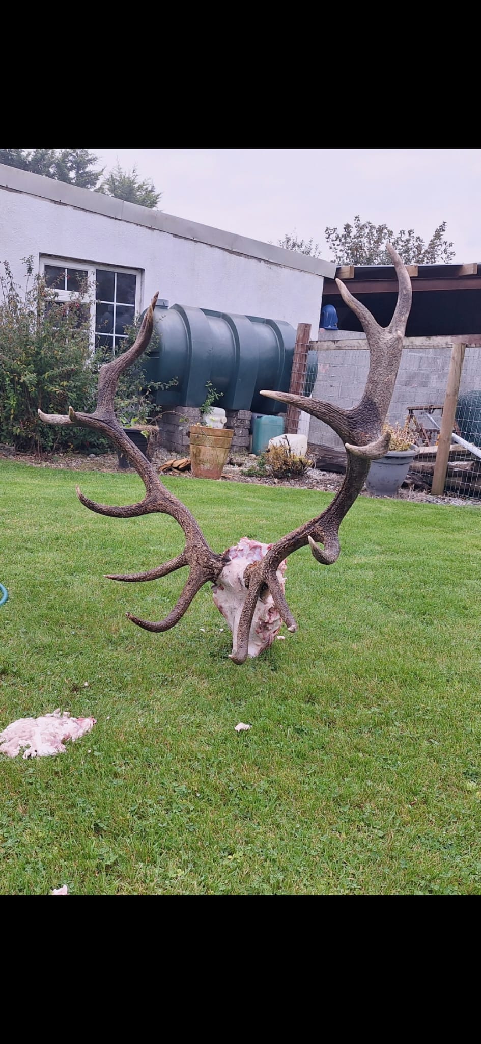 Free Range Irish Red Stag