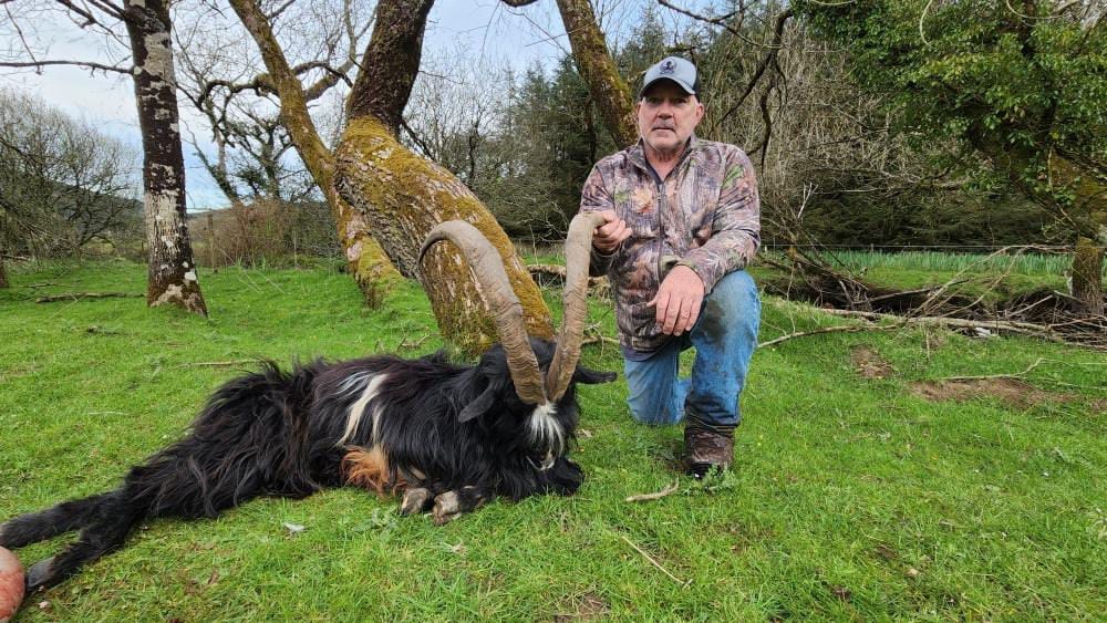 Irish "Ibex" and Irish wild sheep