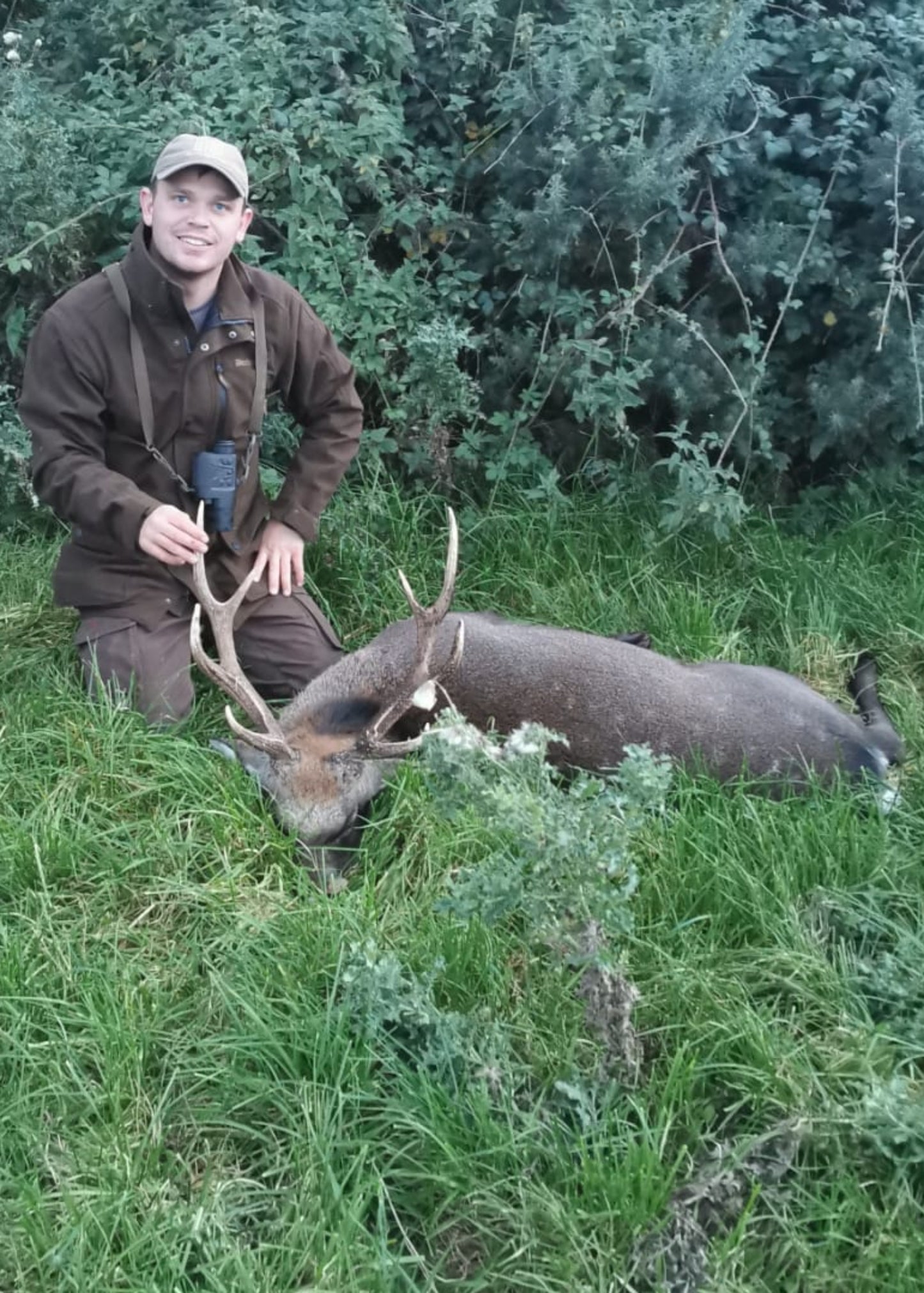 Irish Sika deer packages