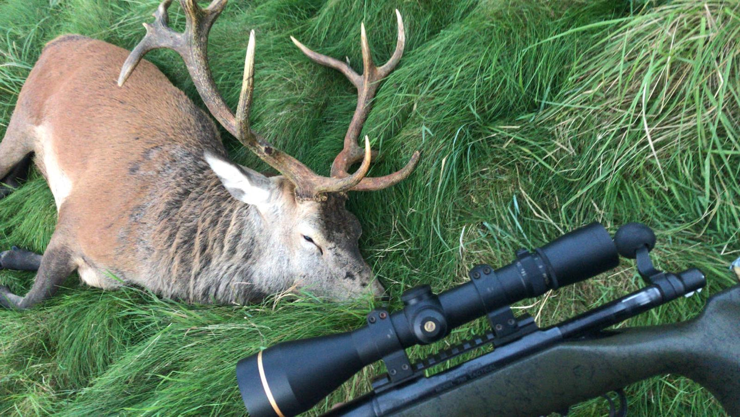 Free Range Irish Red Stag