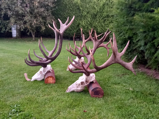 Free Range Irish Red Stag