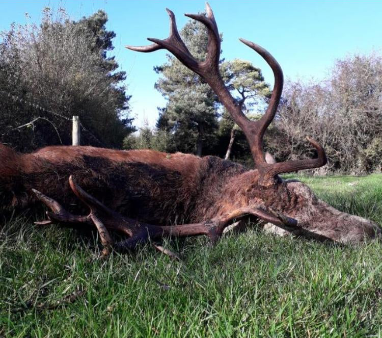 Free Range Irish Red Stag