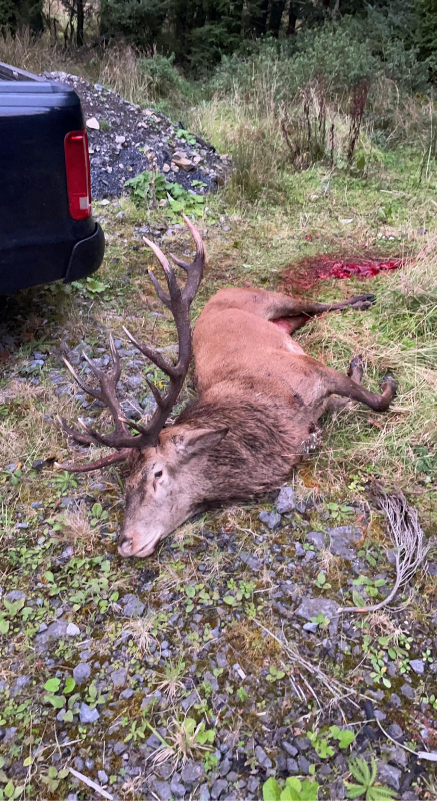 Free Range Irish Red Stag