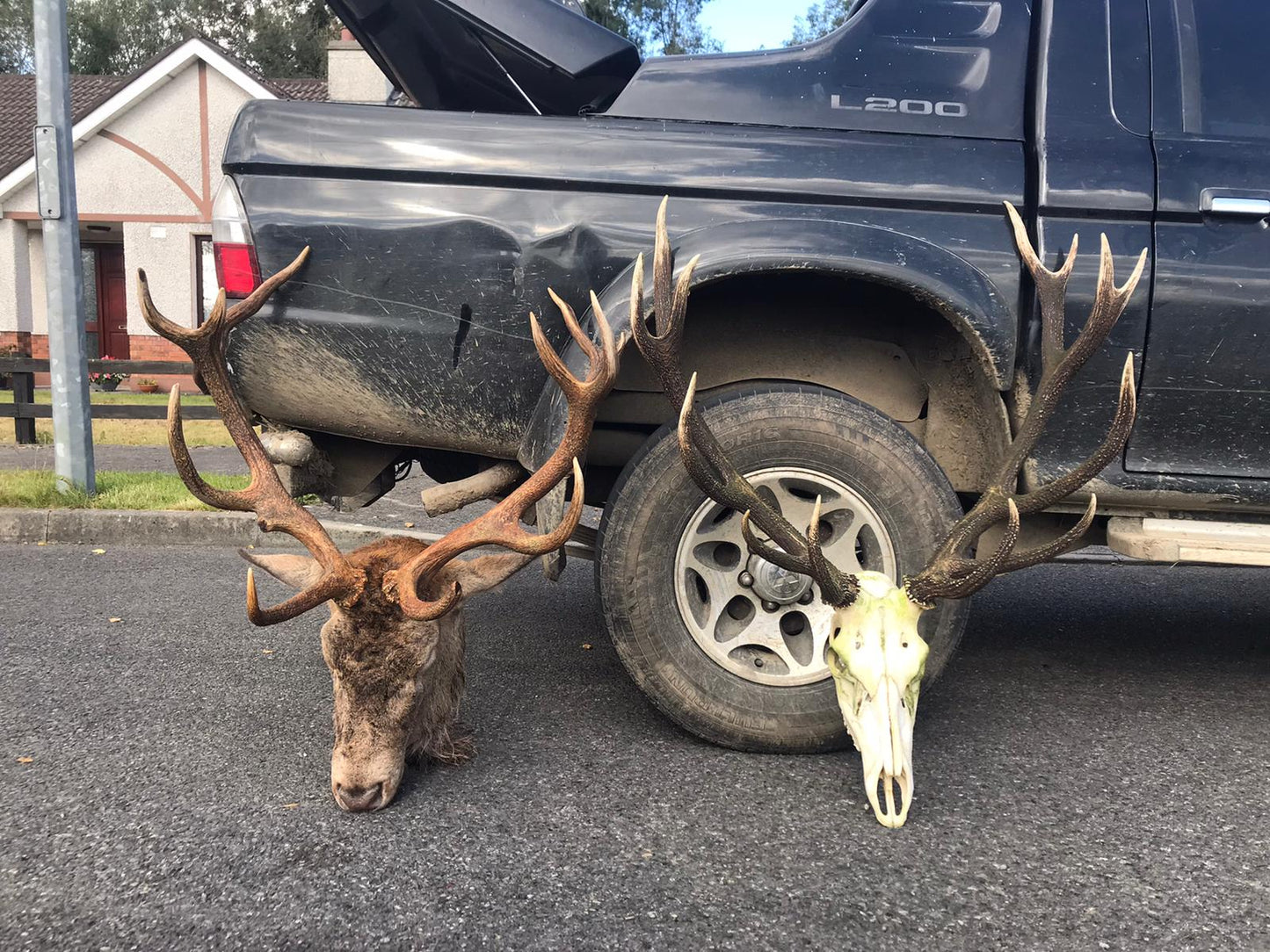 Free Range Irish Red Stag
