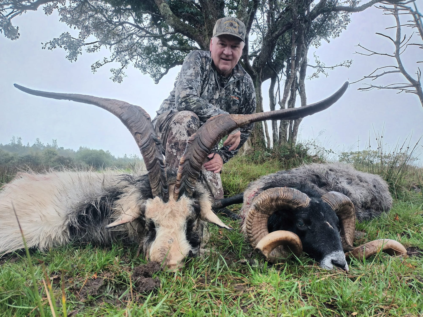 Irish "Ibex" and Irish wild sheep