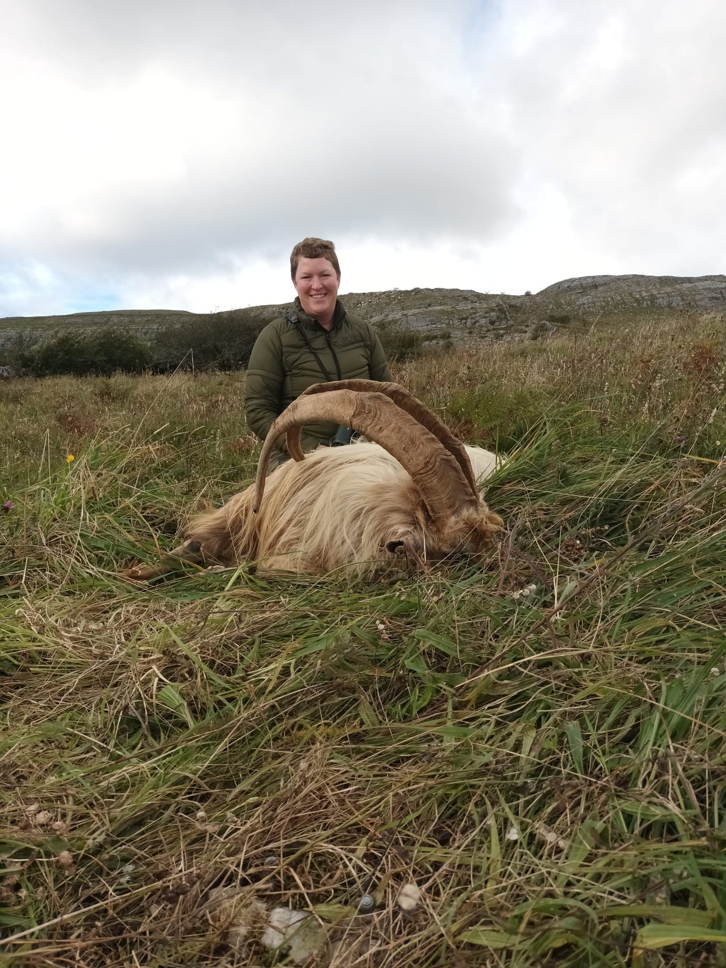 Irish "Ibex" and Irish wild sheep