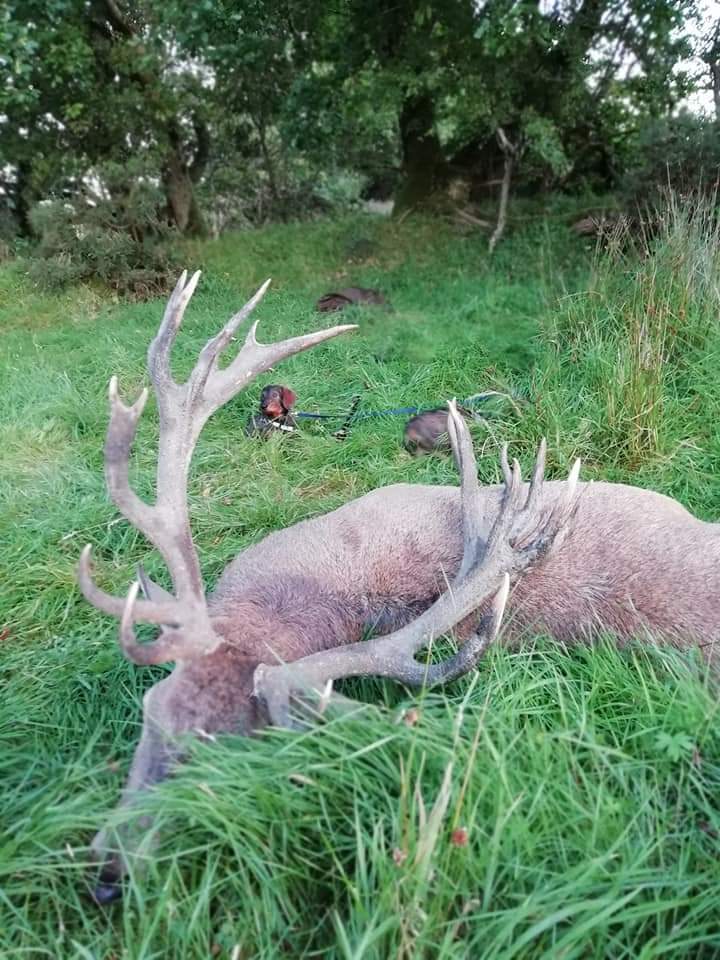 Free Range Irish Red Stag