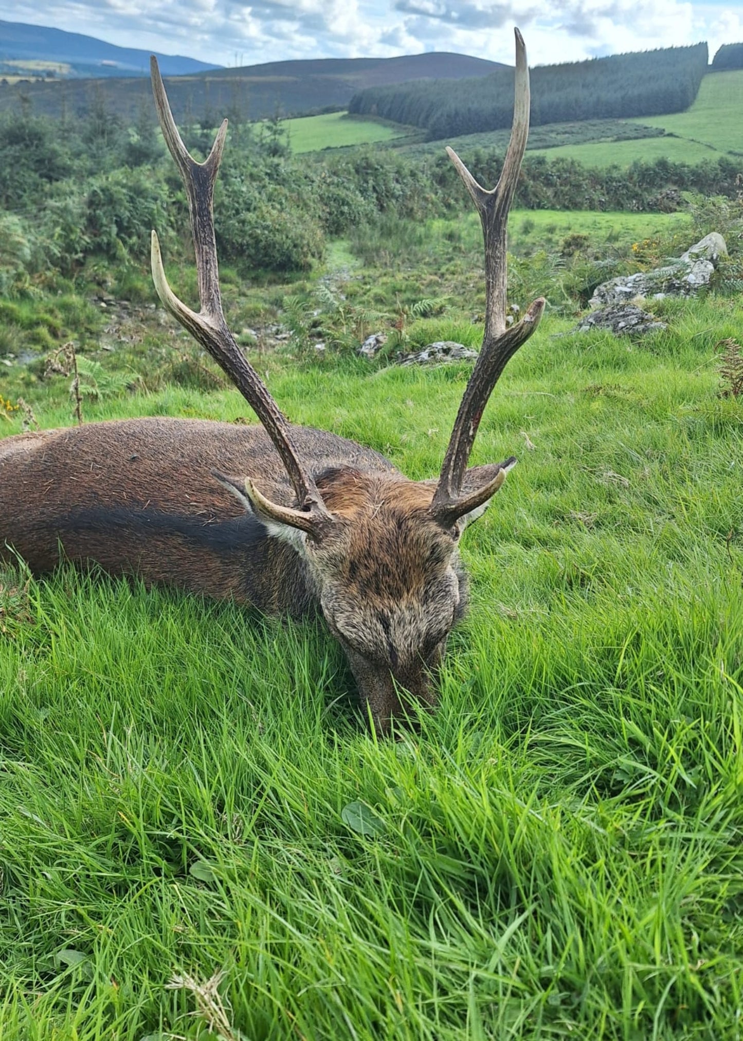 Irish Sika deer packages