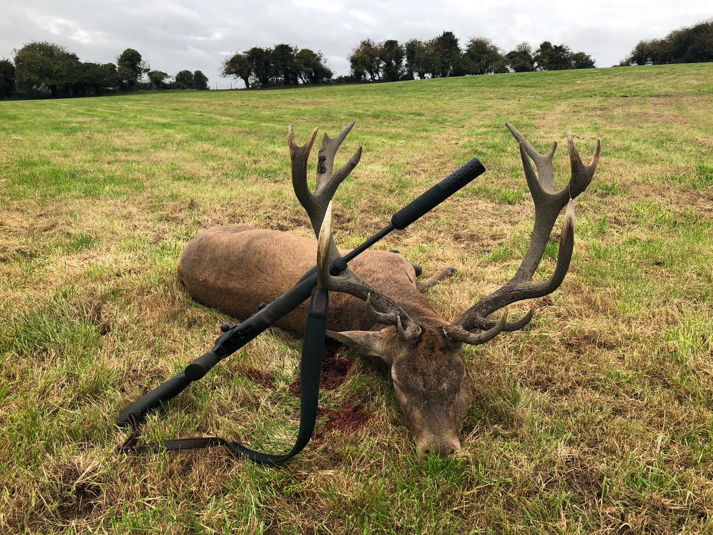 Free Range Irish Red Stag
