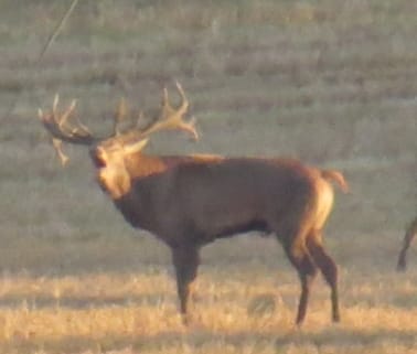 Free Range Irish Red Stag