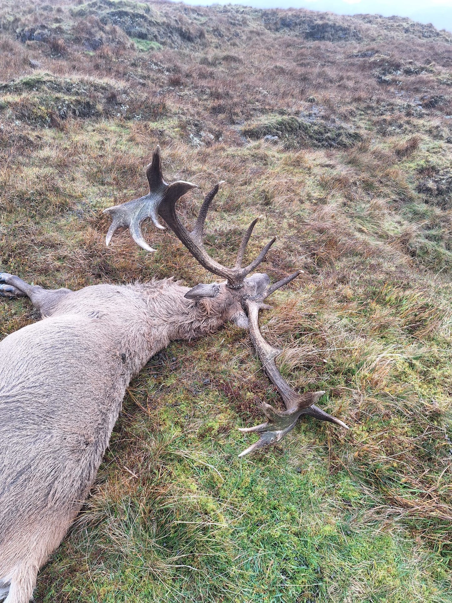 Free Range Irish Red Stag