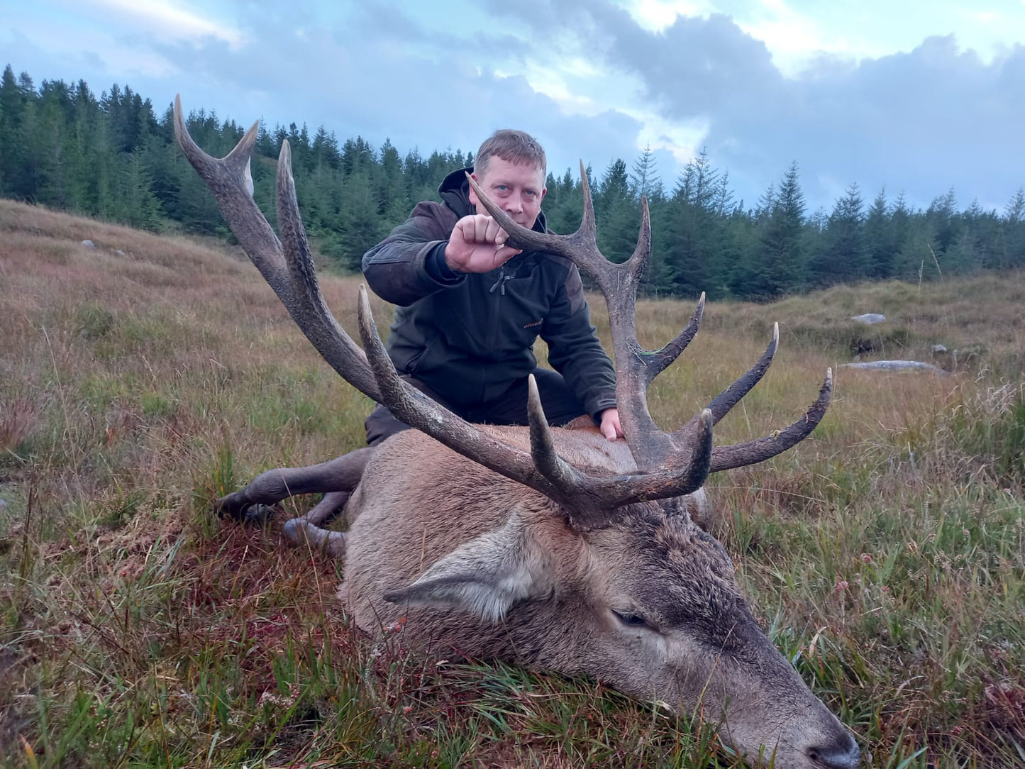 Free Range Irish Red Stag