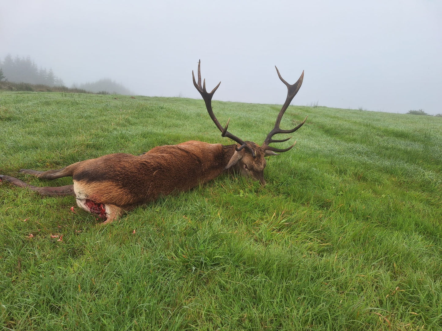 Free Range Irish Red Stag