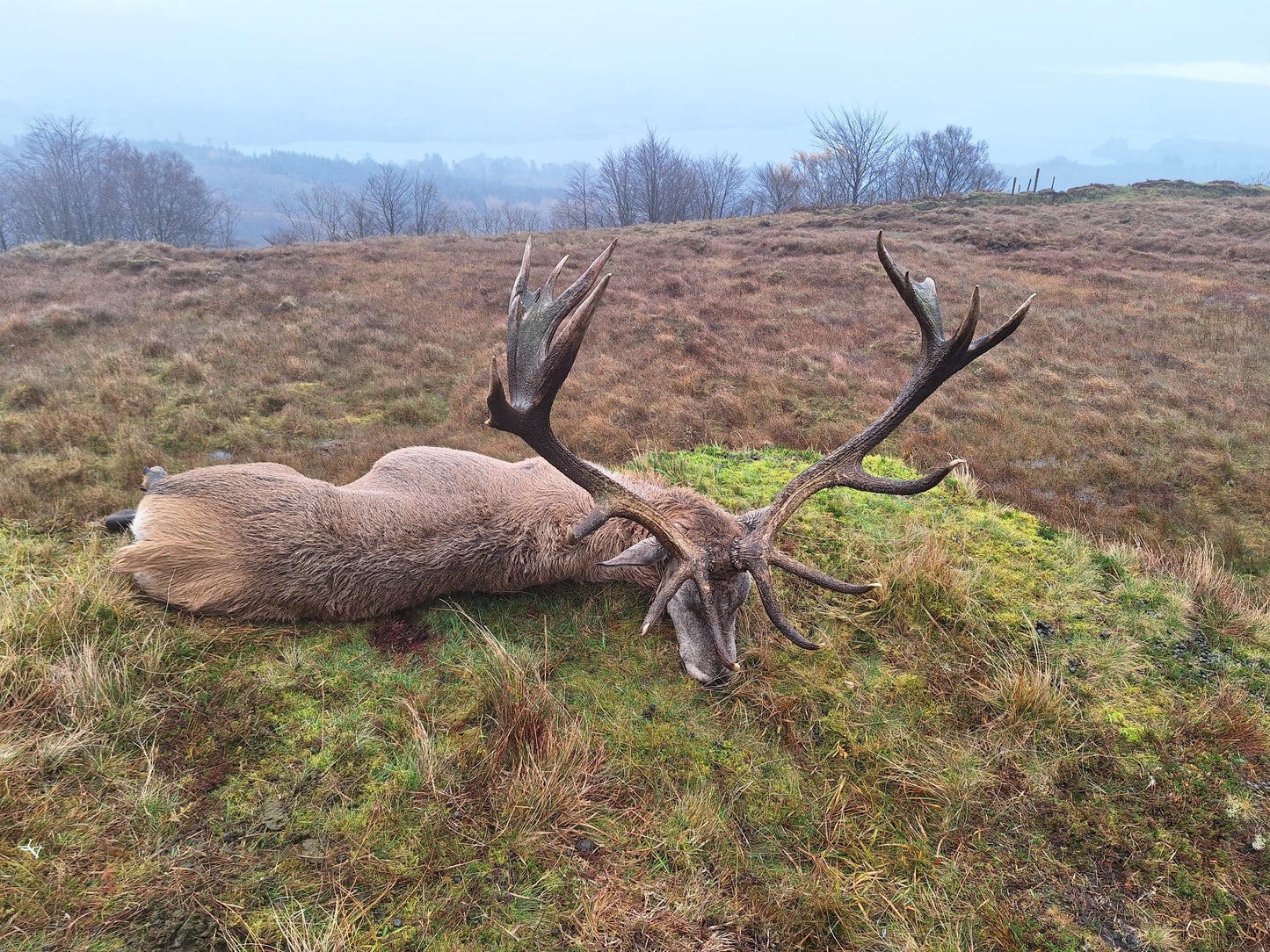 Free Range Irish Red Stag