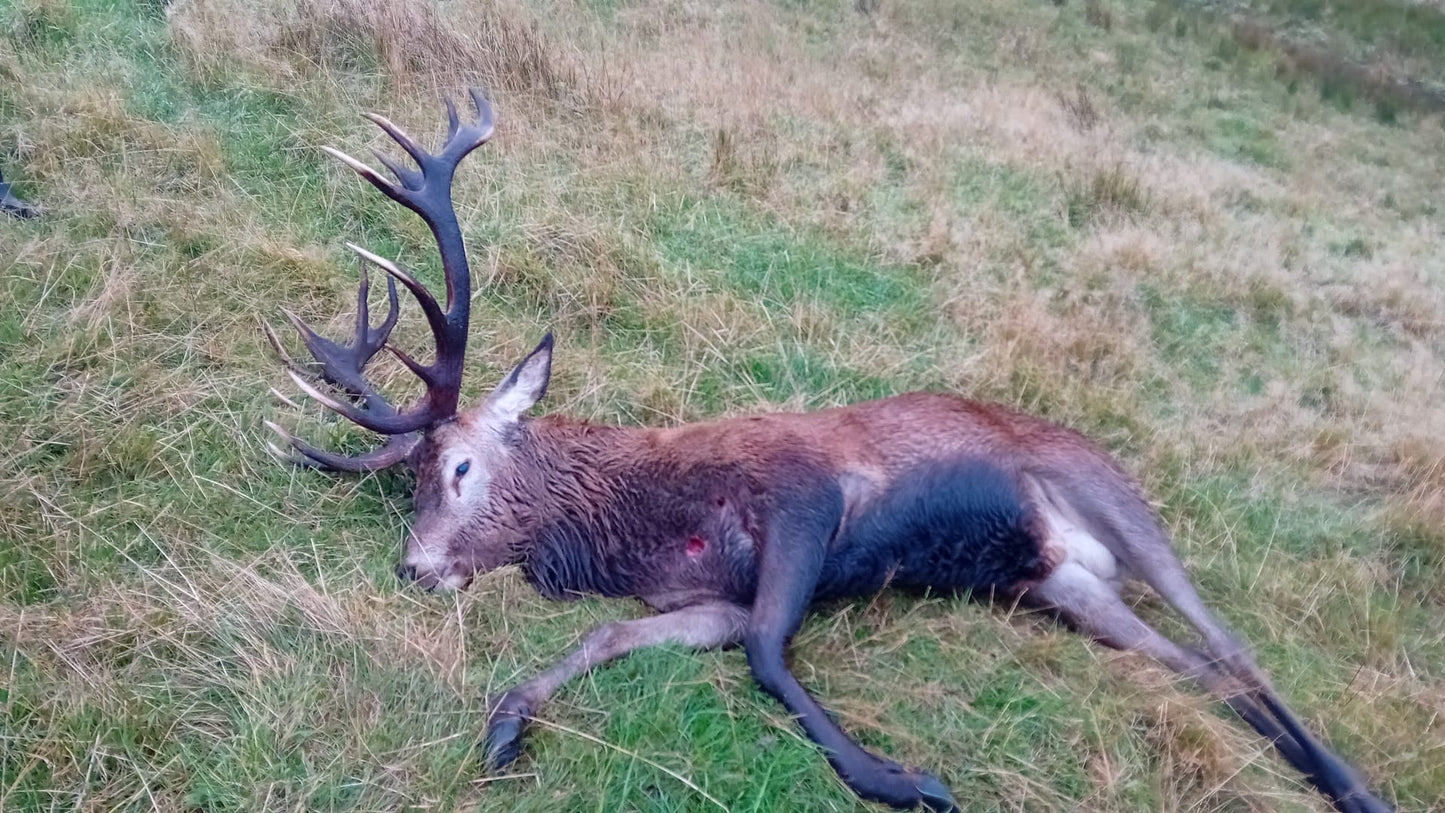 Free Range Irish Red Stag