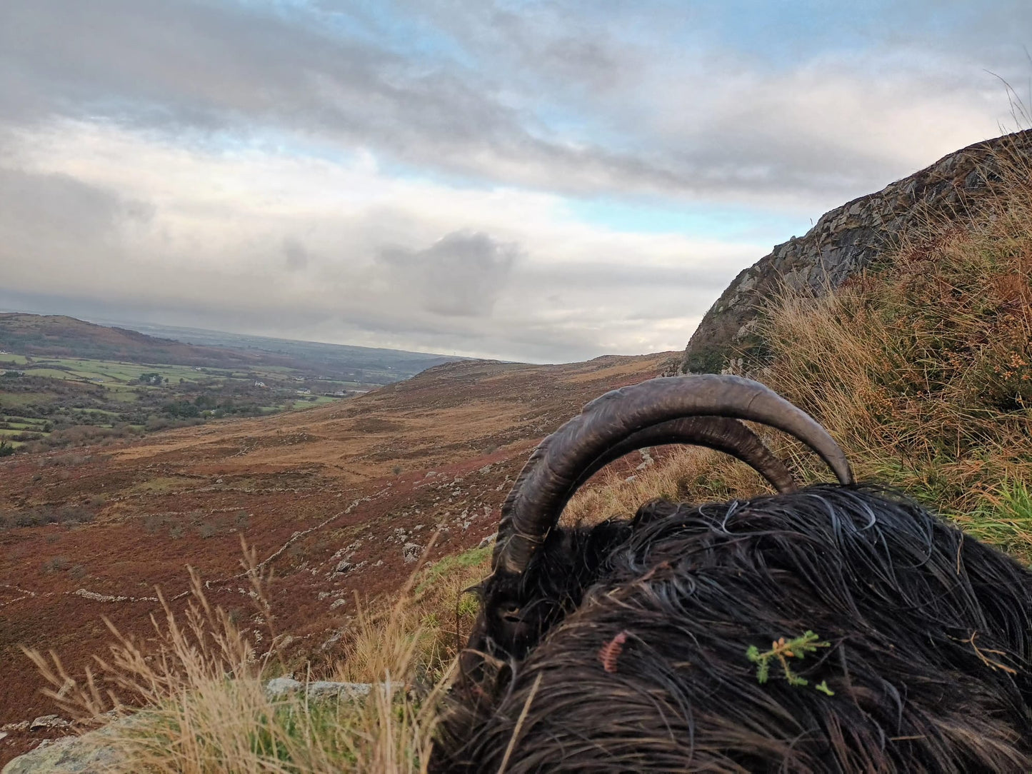 Irish "Ibex" and Irish wild sheep