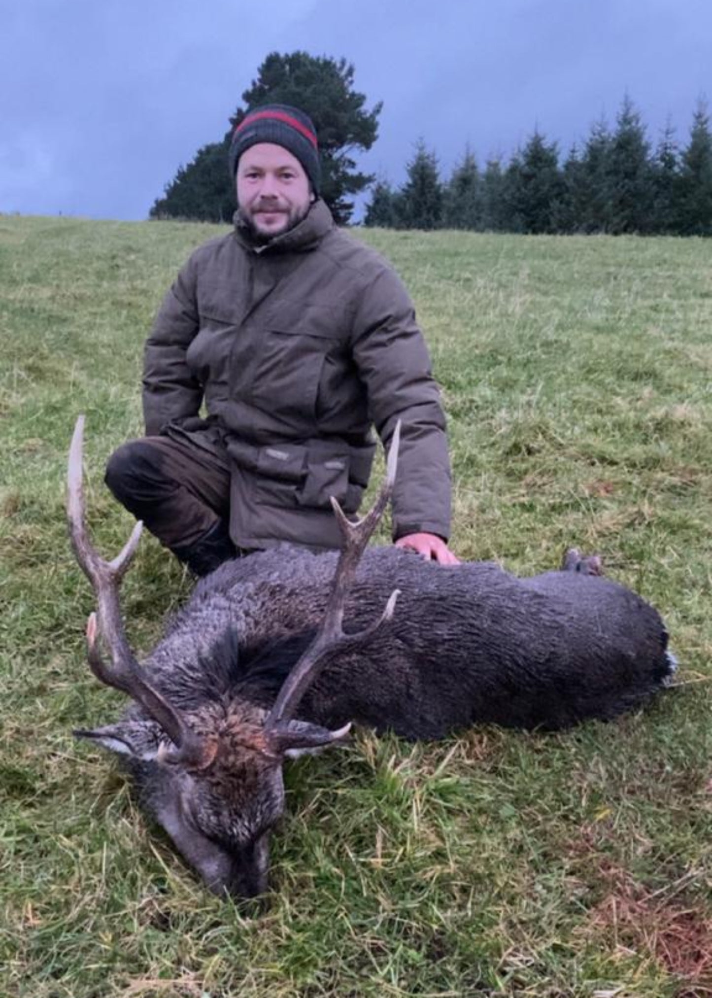 Irish Sika deer packages