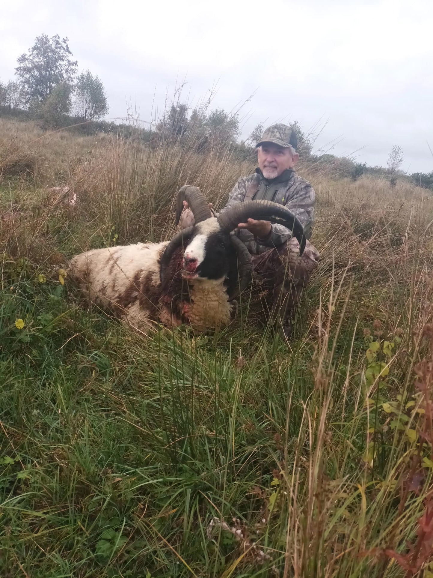 Irish "Ibex" and Irish wild sheep