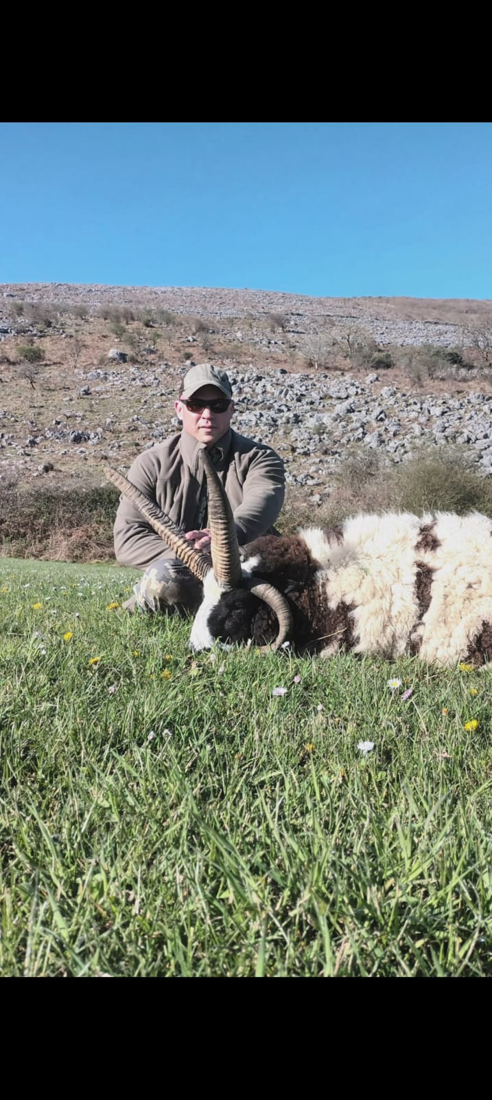Irish "Ibex" and Irish wild sheep