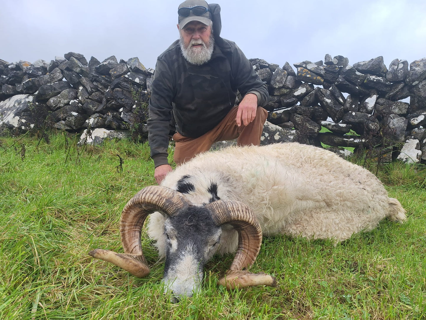Irish "Ibex" and Irish wild sheep