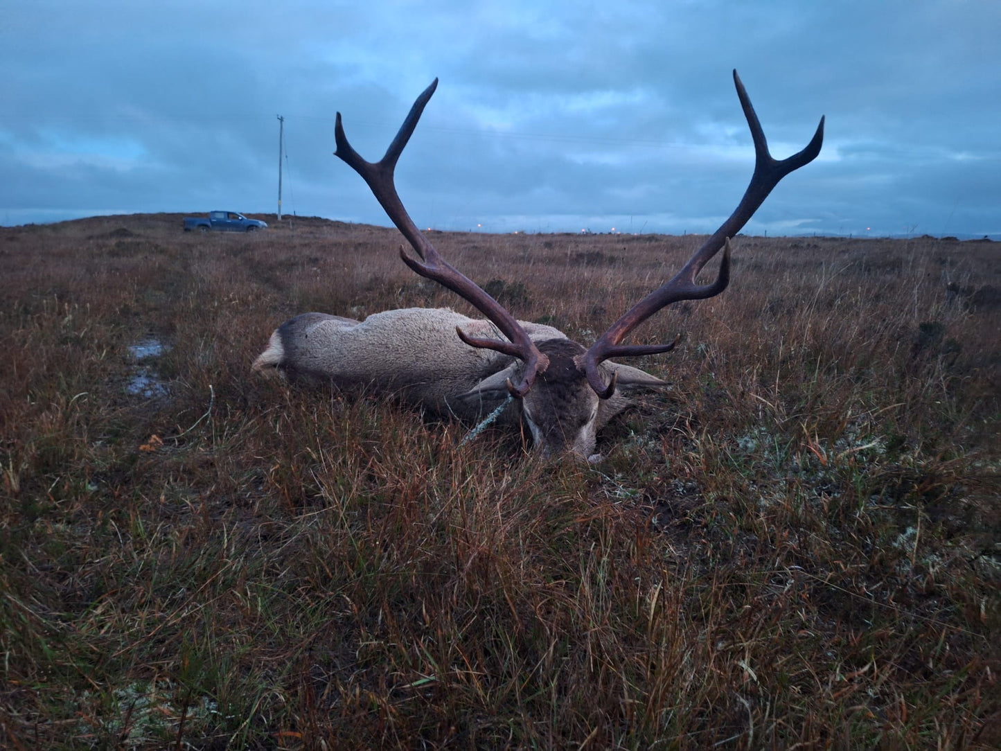 Free Range Irish Red Stag