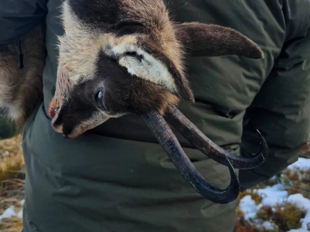 Chamois Wilderness Hunt