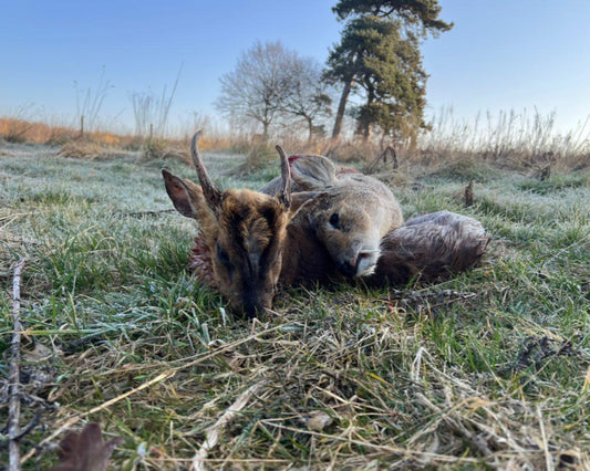 Chinese water deer and Muntjac Combo