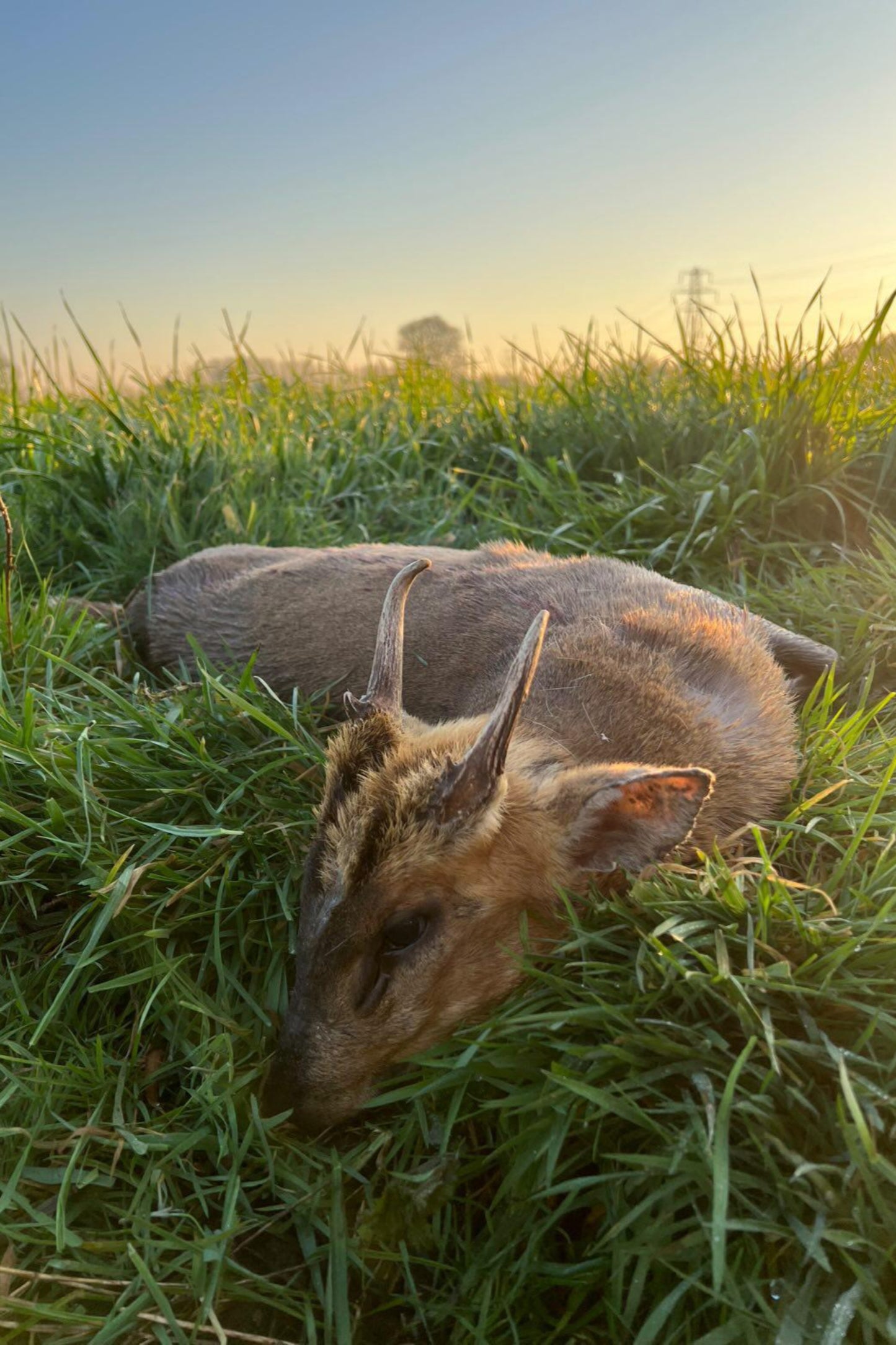 Chinese water deer and Muntjac Combo
