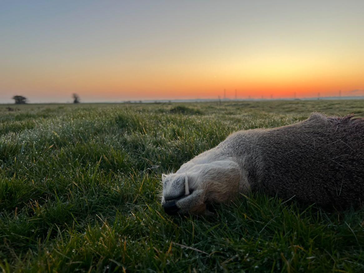 Chinese water deer and Muntjac Combo
