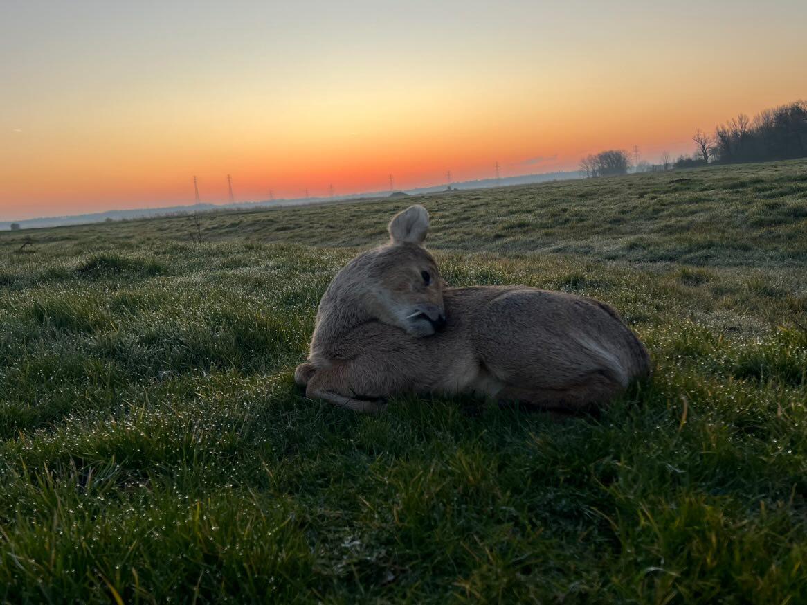 Chinese water deer and Muntjac Combo